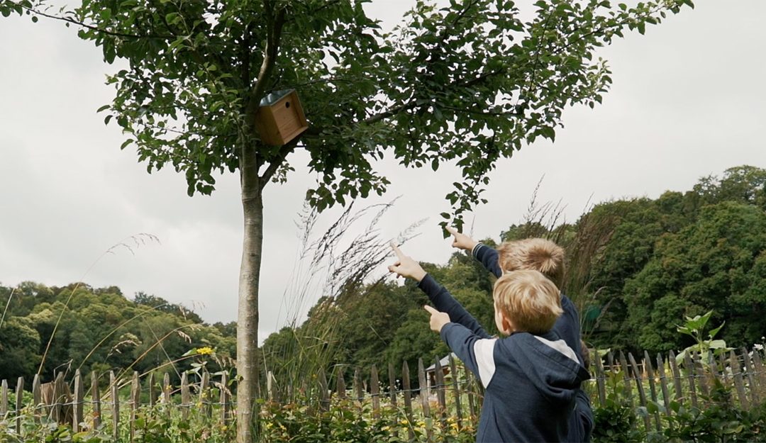 Installer un nichoir dans son jardin : un geste simple pour la biodiversité