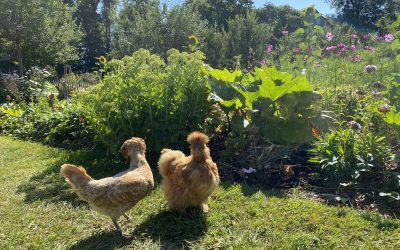 Où trouver mes poules ? Nos bonnes adresses