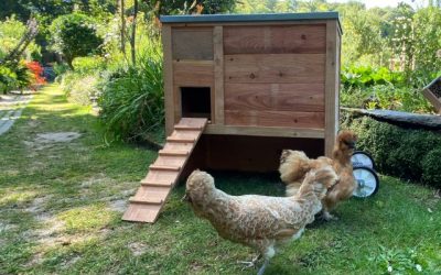 Poules : lutter contre la chaleur