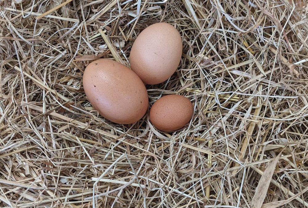 Pourquoi ma poule a pondu un petit œuf ?