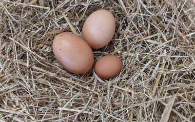 Pourquoi ma poule a pondu un petit œuf ?