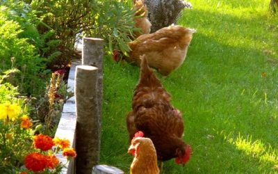 Combien de poules adopter ? Faut il un coq ?