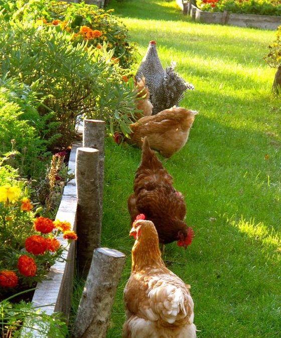 Combien de poules adopter ? Faut il un coq ?