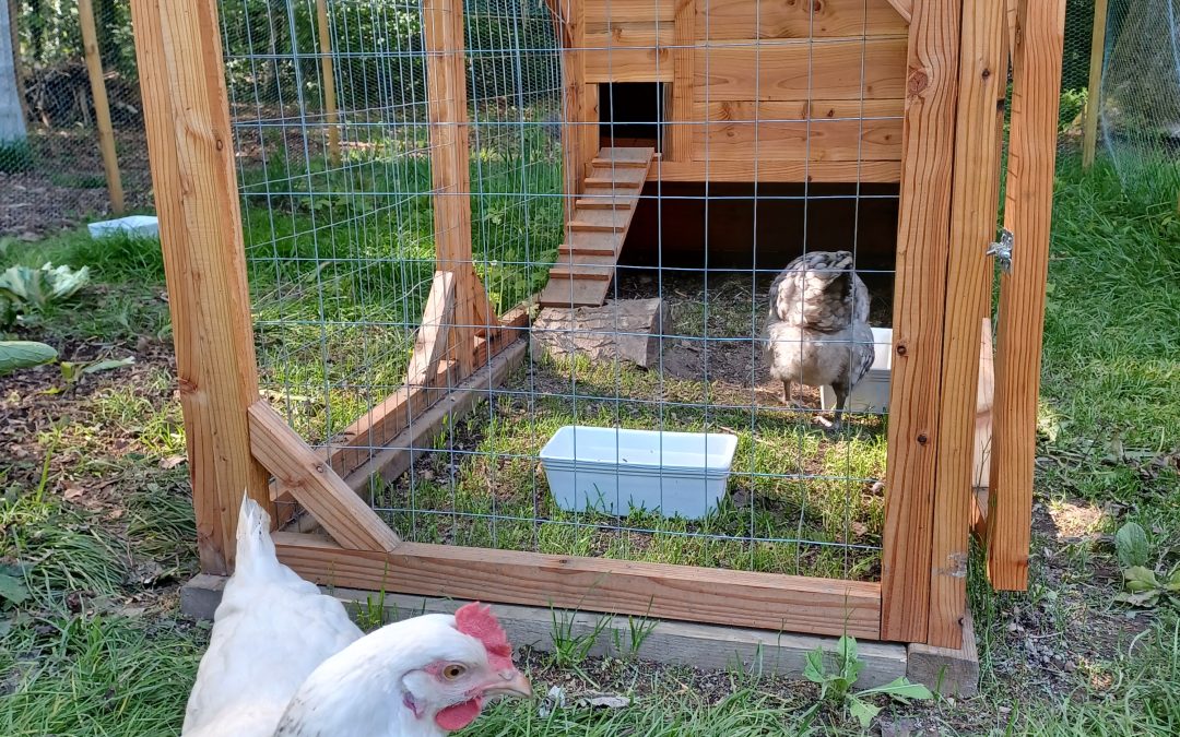 Installer un poulailler Cot Cot House : nos conseils