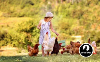 Poules : partir en vacances en toute sérénité