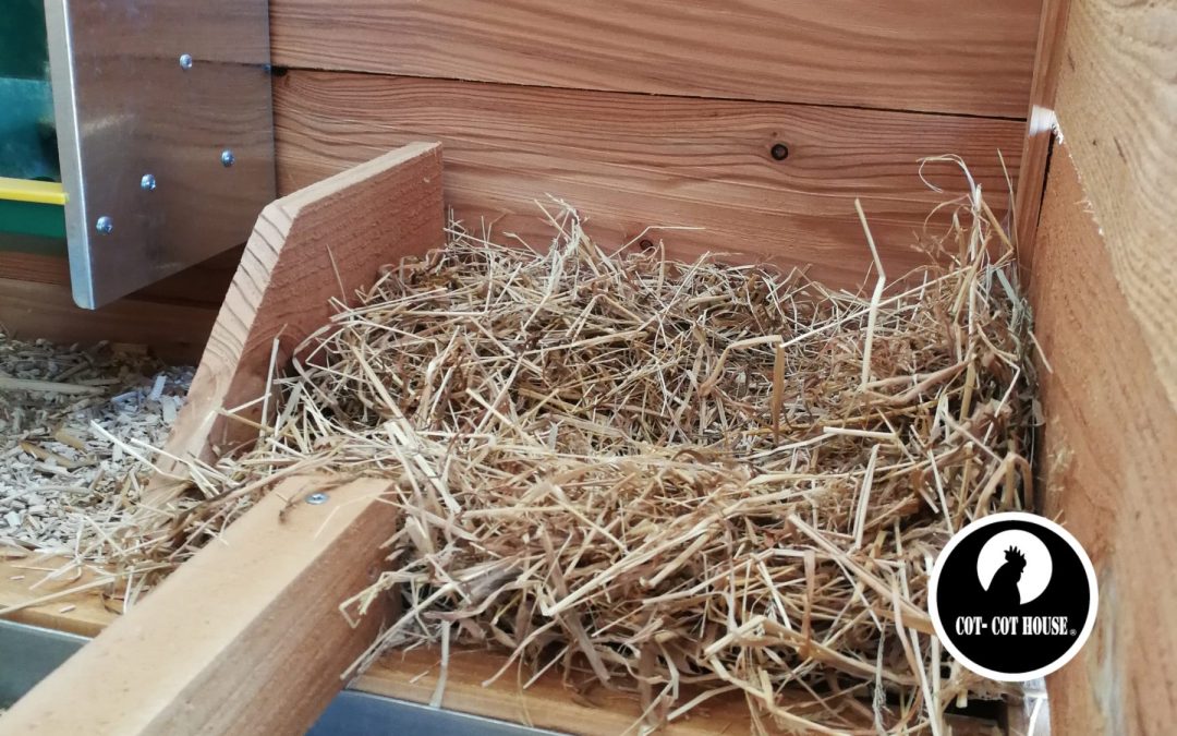 Mes poules ne pondent plus, que faire ?