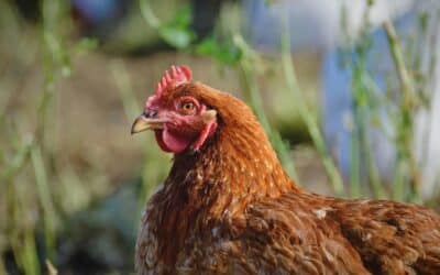 Adopter des poules : ce qu’il faut savoir