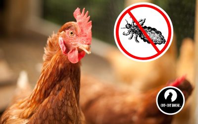 Poux rouges : comment s’en débarrasser ?