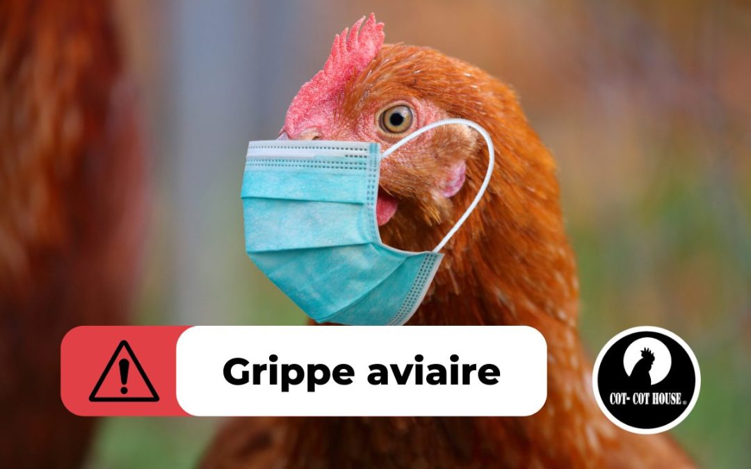 Grippe aviaire : comment protéger mes poules ?