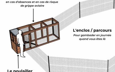 Quel enclos pour les poules ? Une logique en 3 espaces