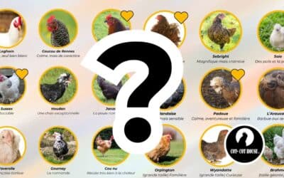 Quelle race de poule choisir ? Les différentes races de poules