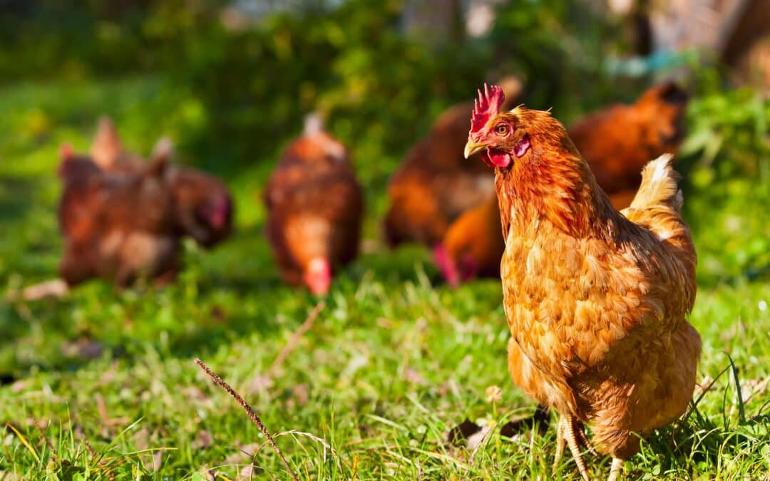 Les poules de réforme : une seconde vie pour ces héroïnes méconnues