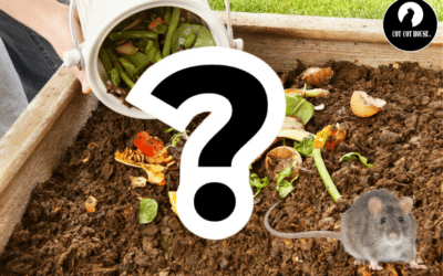 Rats dans le compost causes et solutions